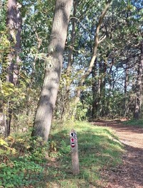Routenmarkierung im Callantsoog-Wald